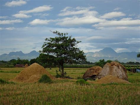 Rice Fields and Carabaos: A Glimpse of Rural Life in the Philippines.